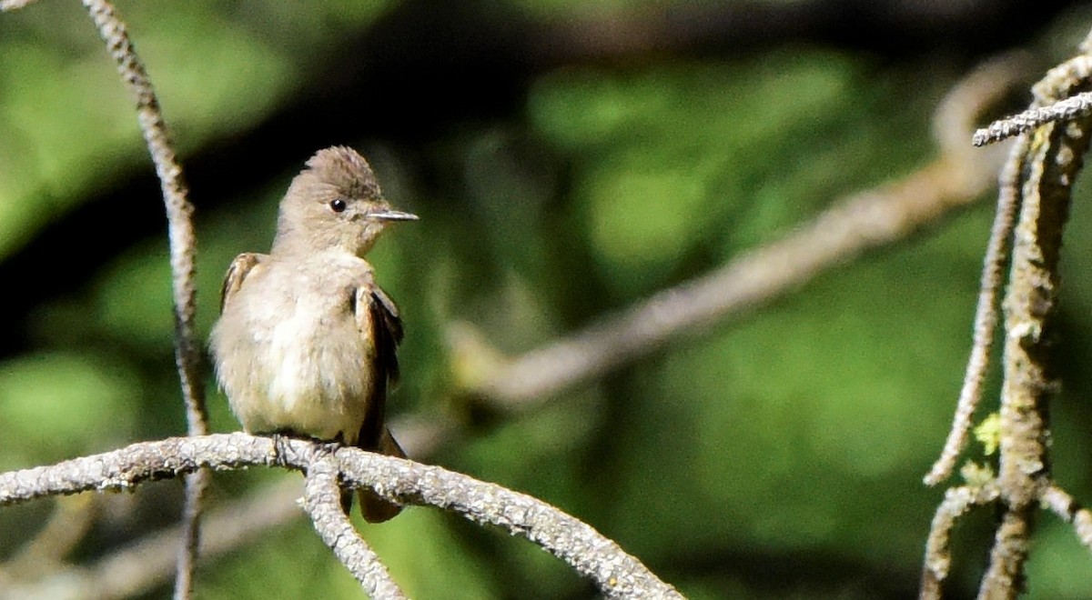 Western Wood-Pewee - ML617680048