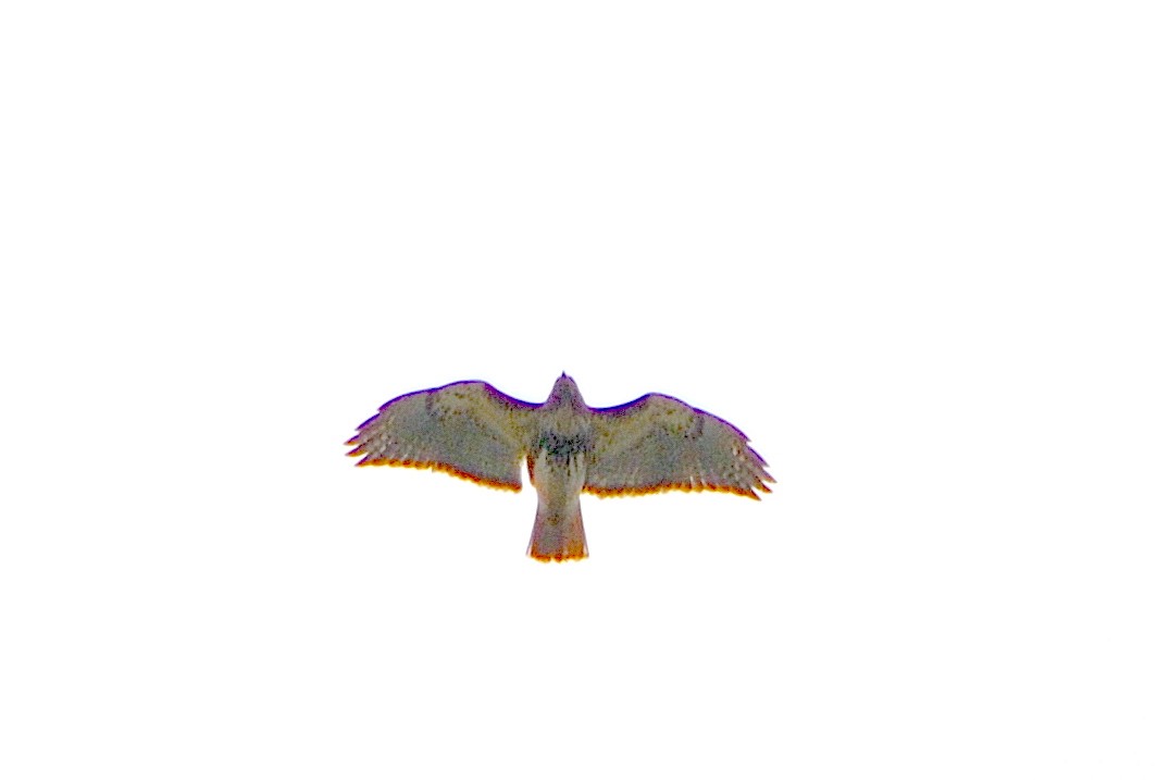 Red-tailed Hawk - ML617680054