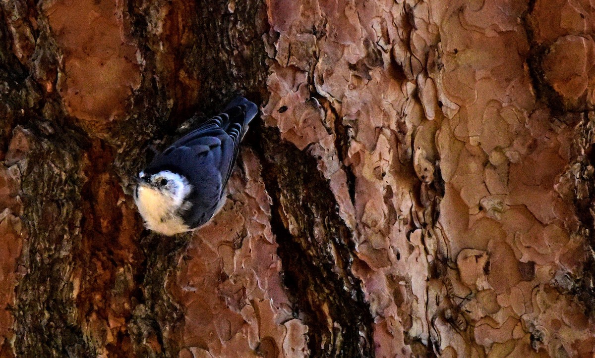 White-breasted Nuthatch - ML617680058