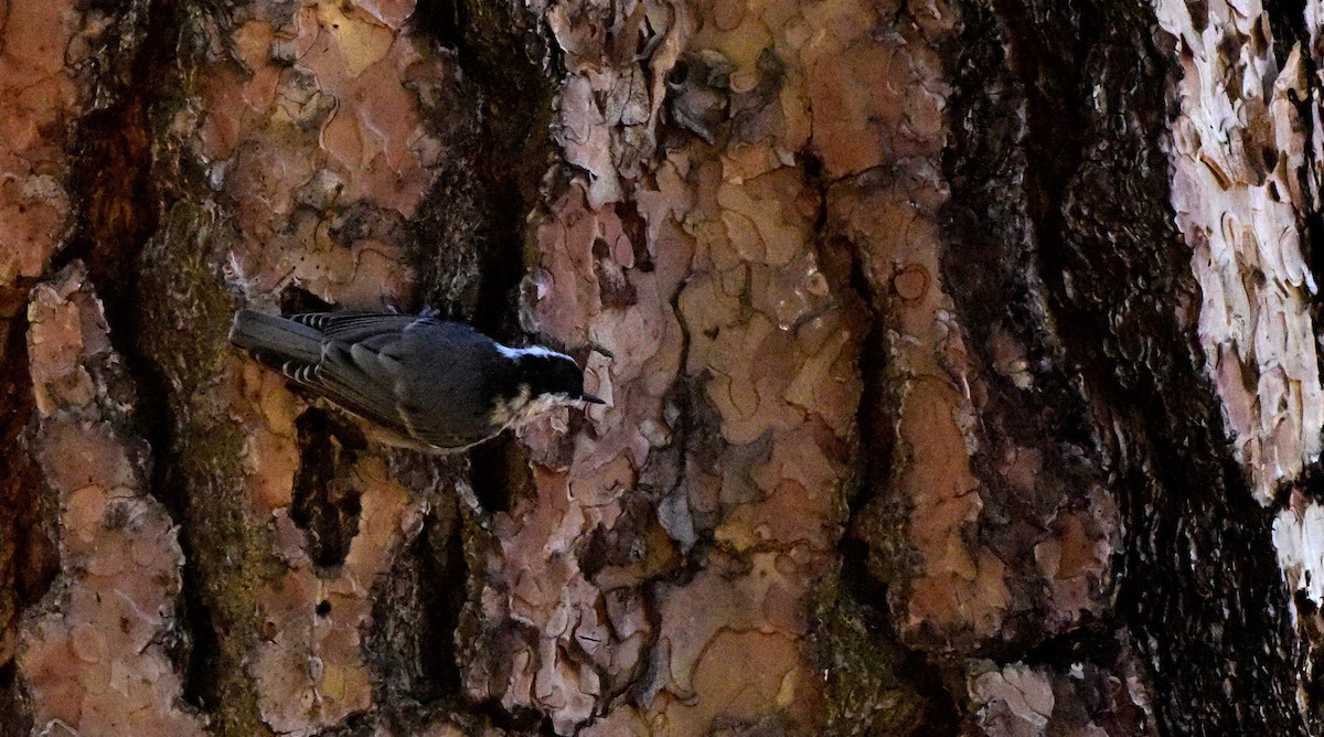 White-breasted Nuthatch - ML617680059