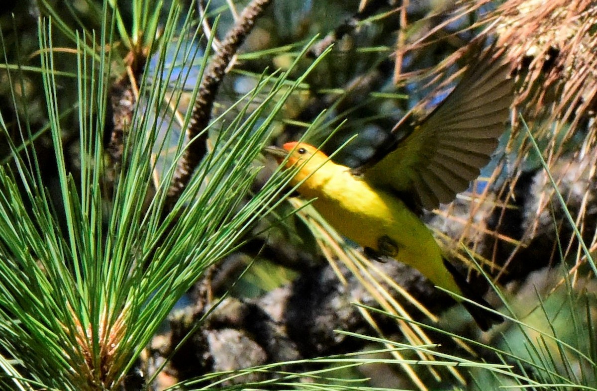 Western Tanager - ML617680071