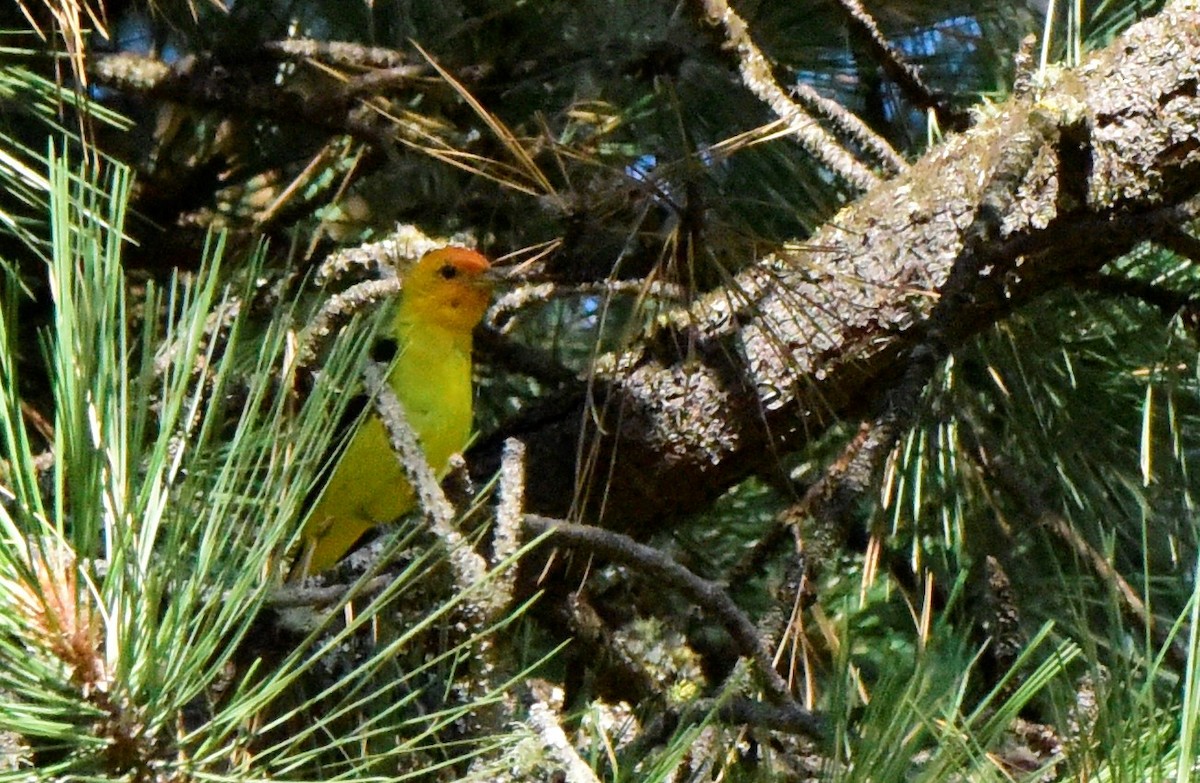 Western Tanager - ML617680072