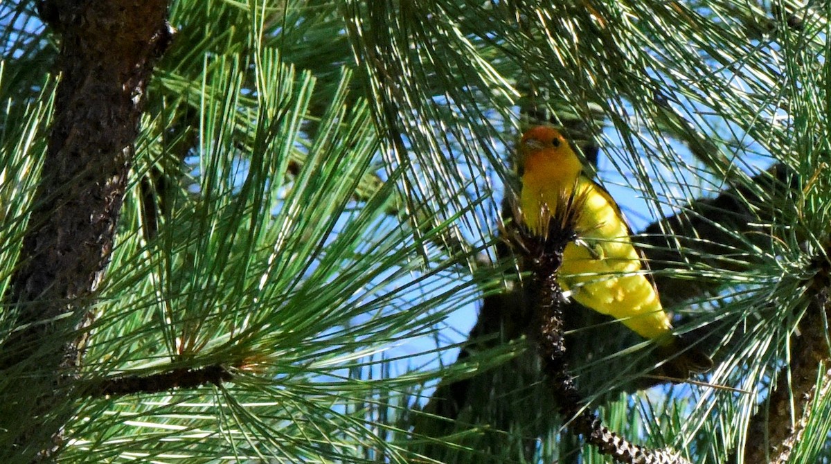 Western Tanager - ML617680073