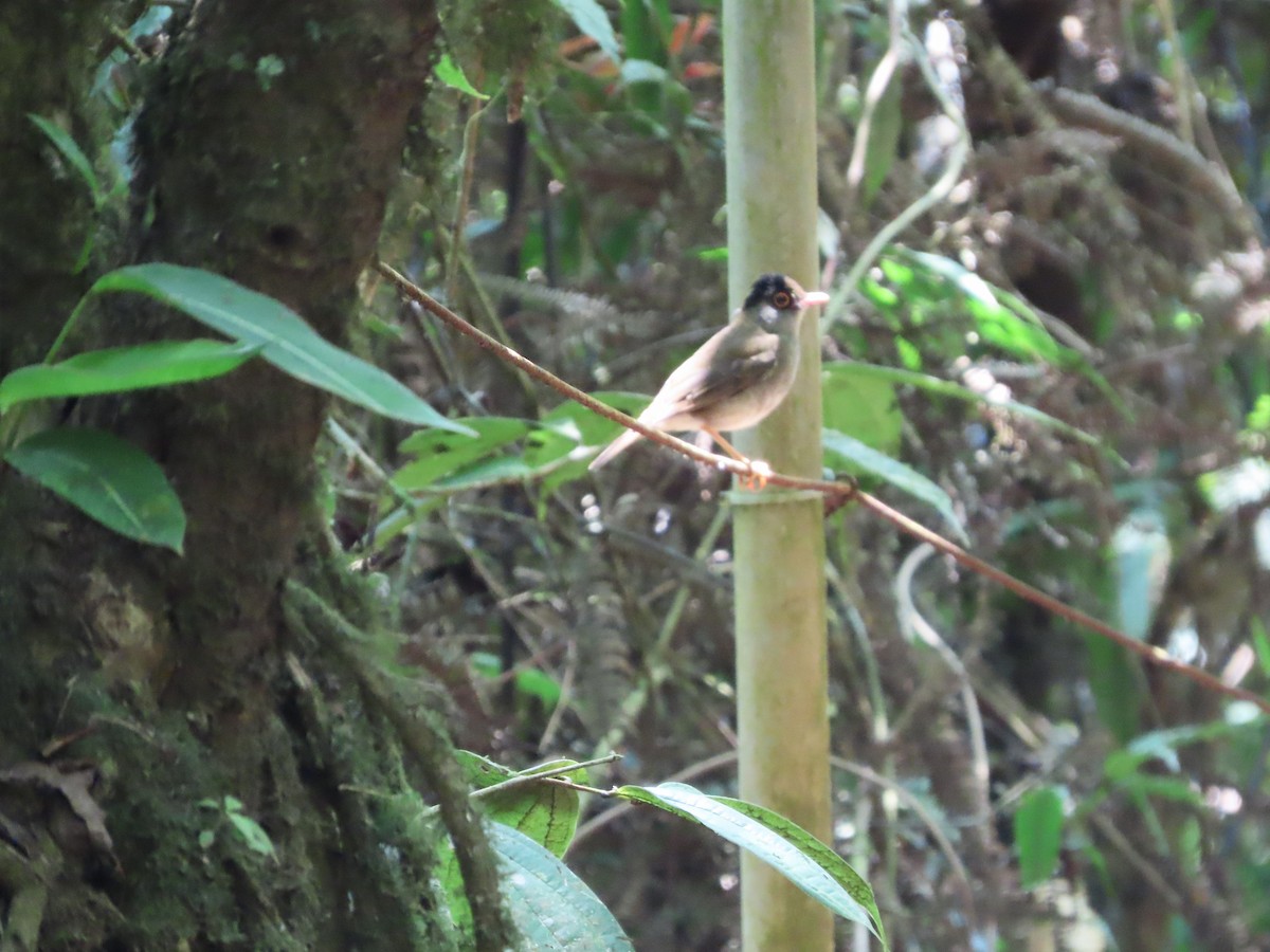 Black-headed Nightingale-Thrush - ML617680095