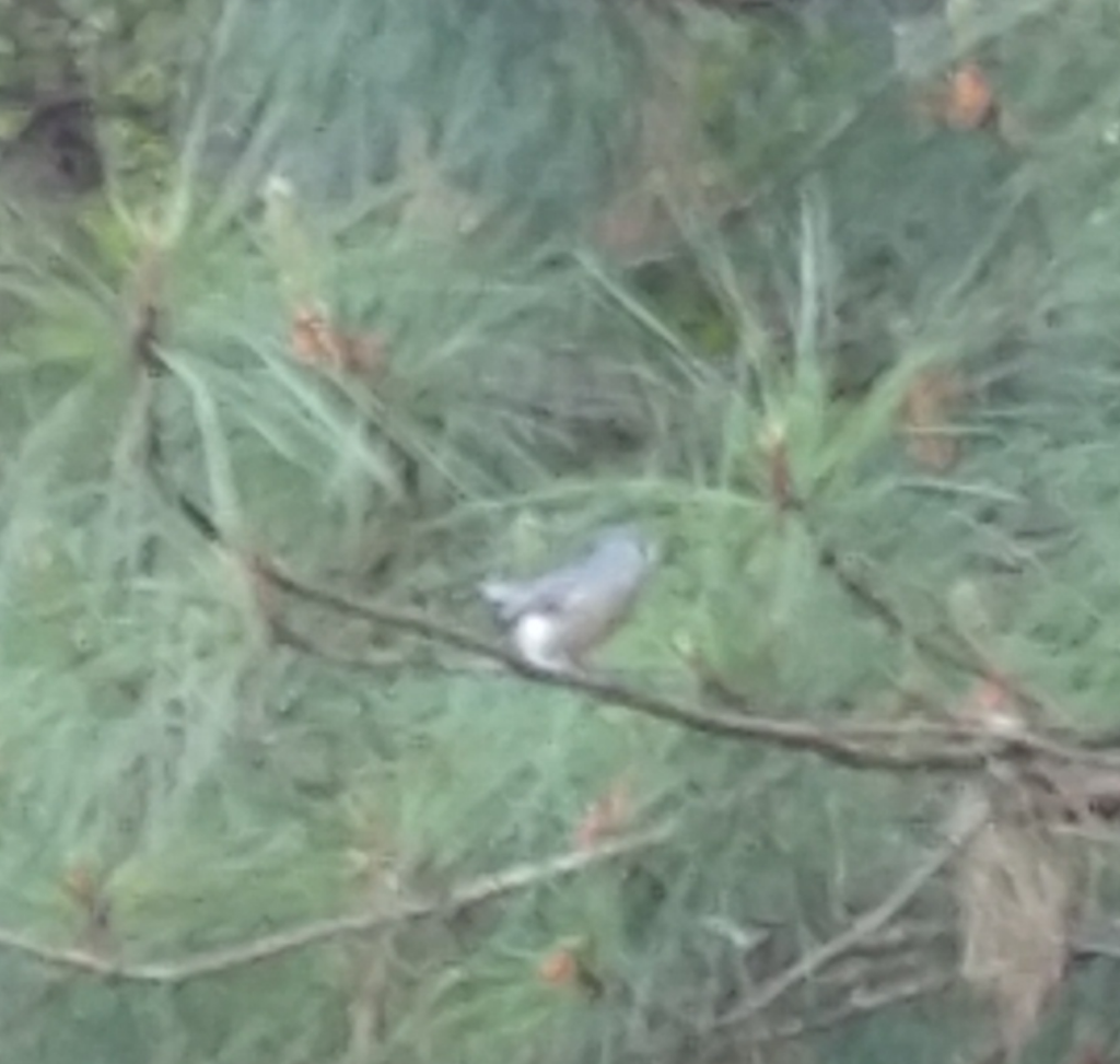 Tufted Titmouse - ML617680096