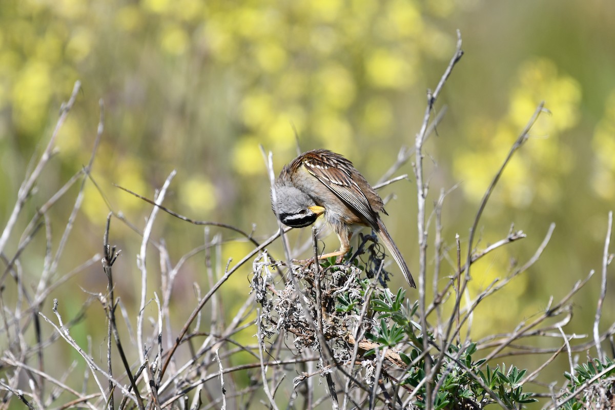 White-crowned Sparrow - Maddie B