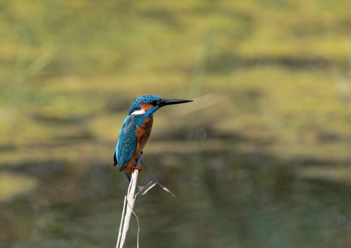 Common Kingfisher - ML617680244