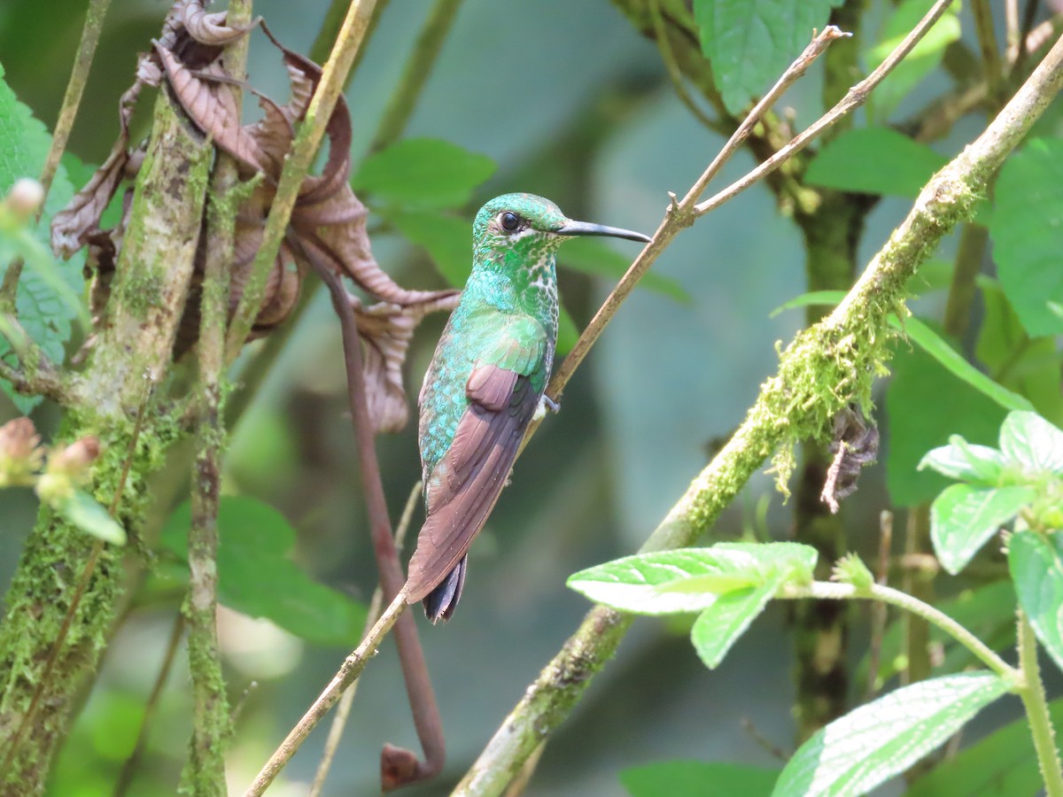 Green-crowned Brilliant - ML617680250