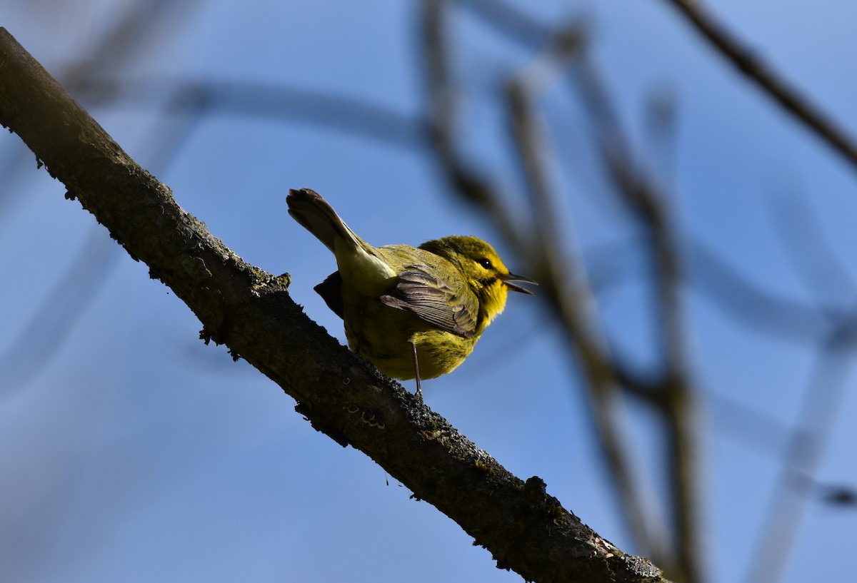 Prairie Warbler - ML617680273