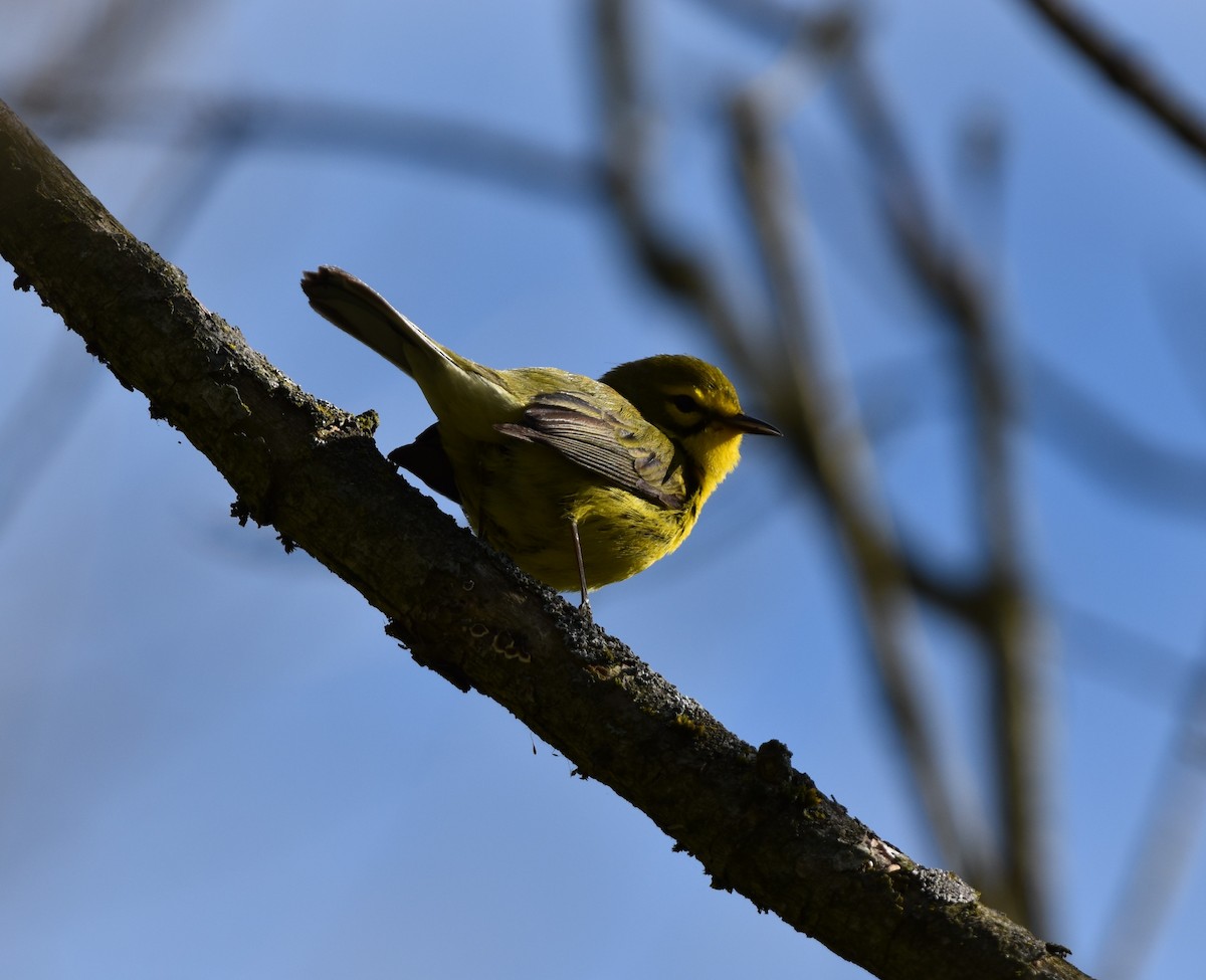 Prairie Warbler - ML617680291