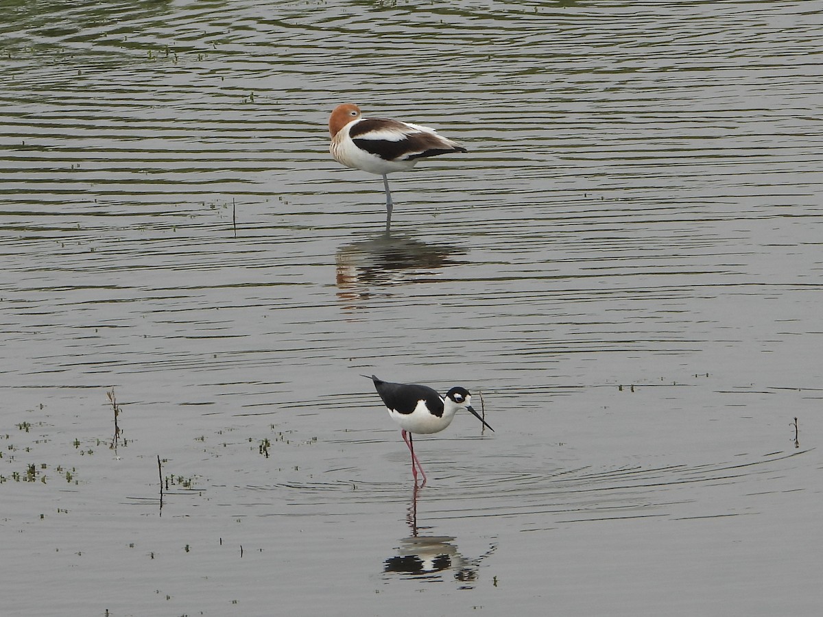 Avocette d'Amérique - ML617680292