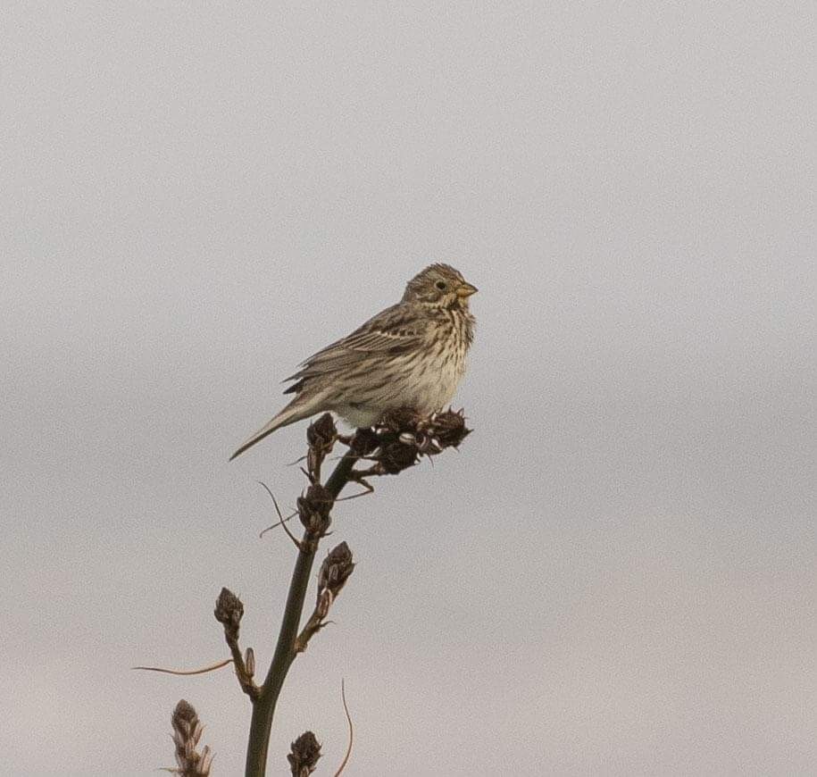 Corn Bunting - Adin Vella