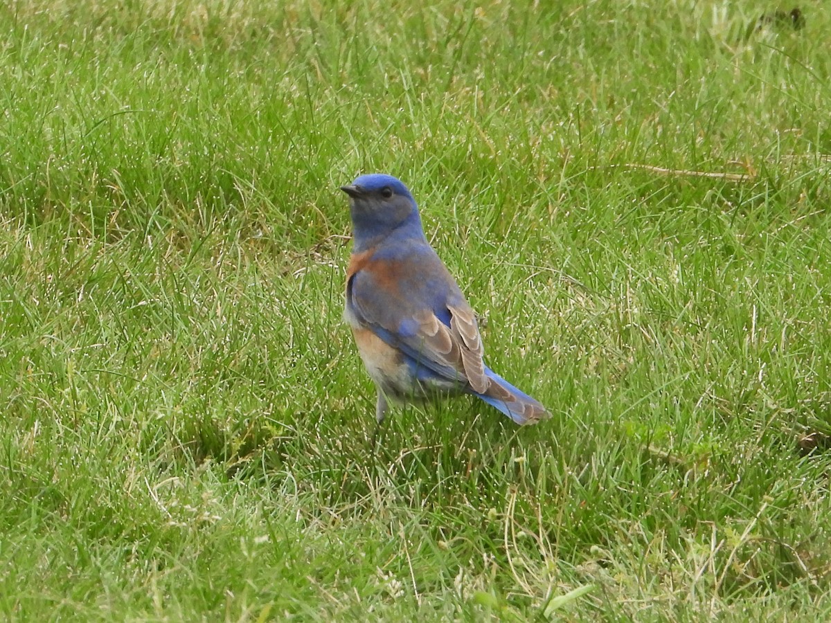 Western Bluebird - Doug Lithgow