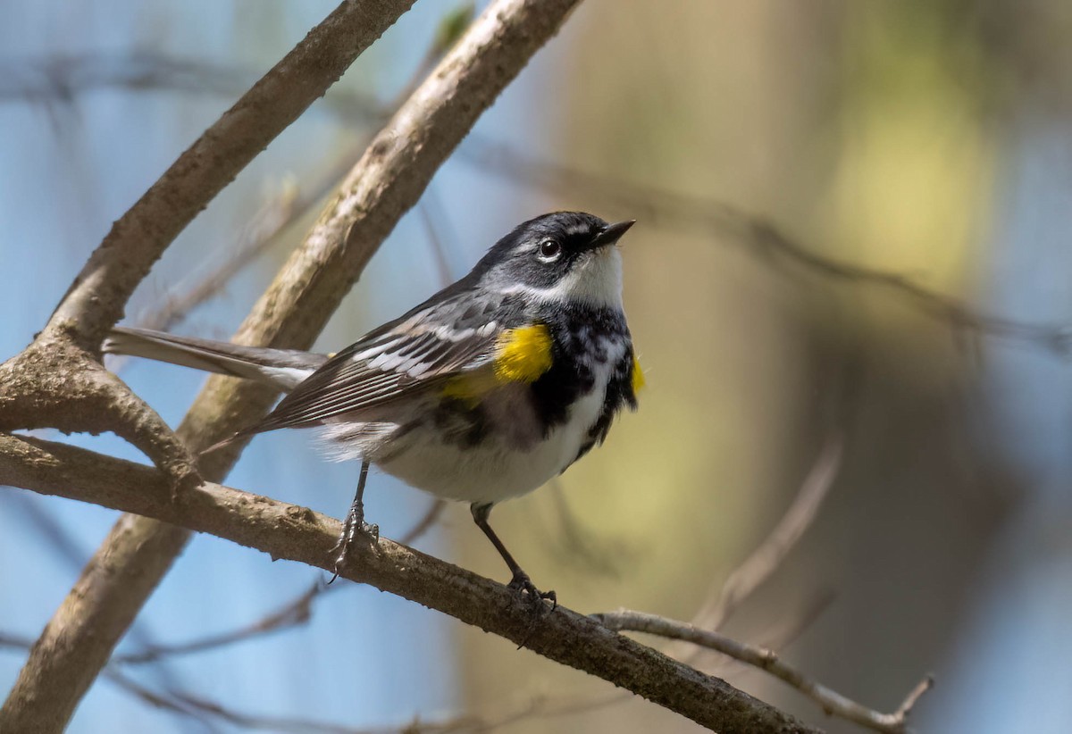 Yellow-rumped Warbler - ML617680415