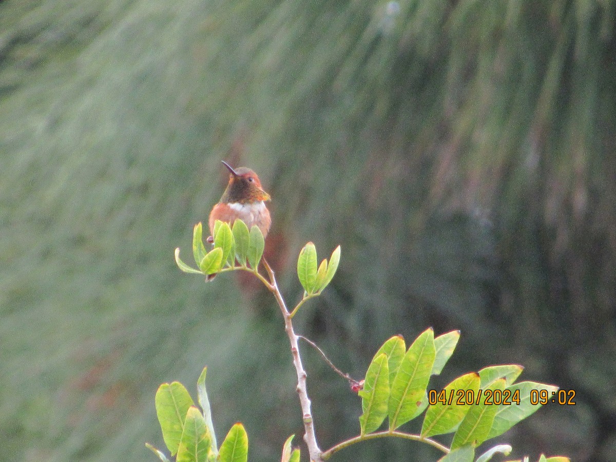 Rufous Hummingbird - ML617680416