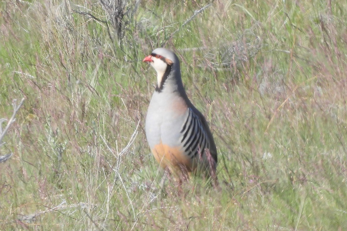 Chukar - ML617680429