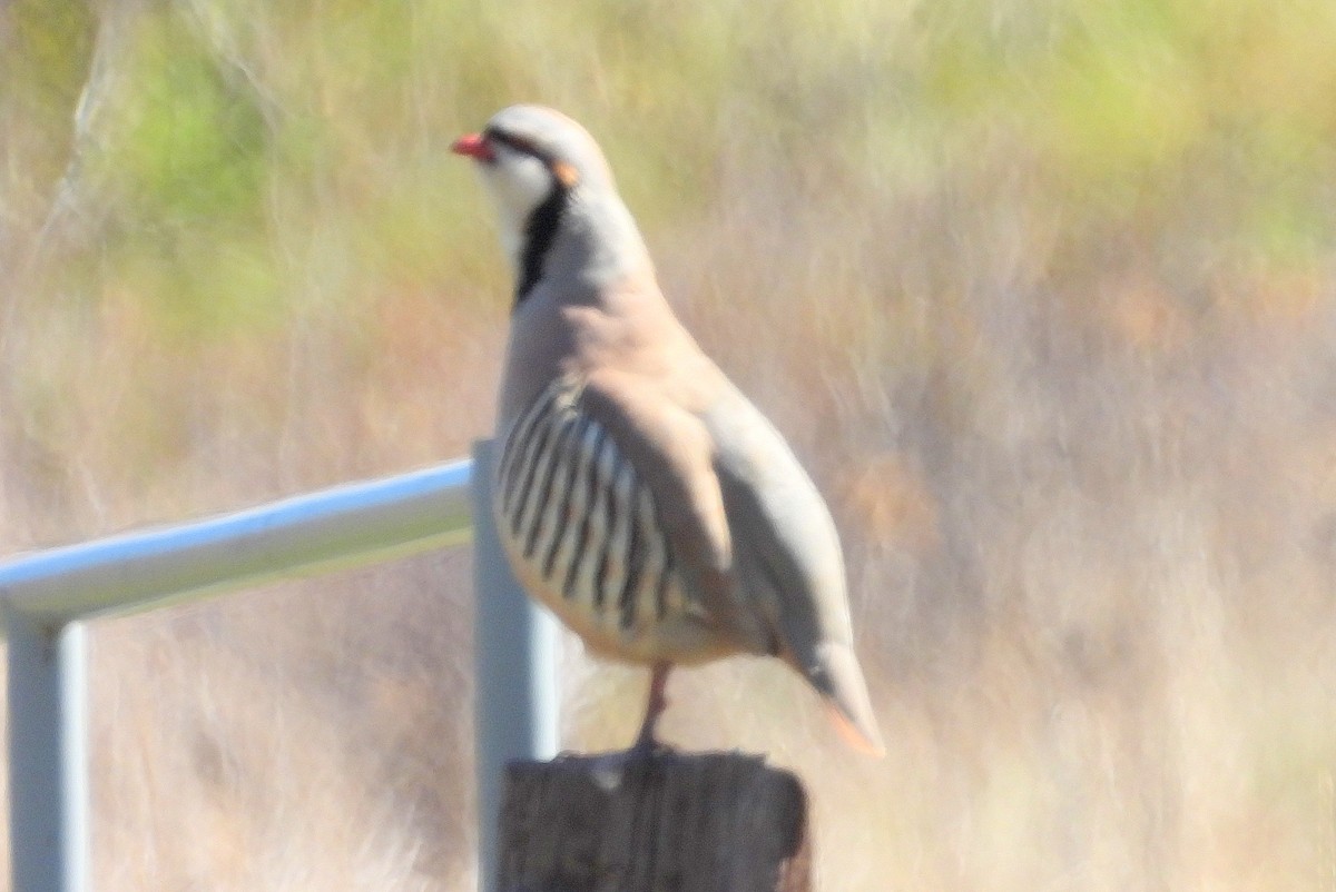 Chukar - ML617680431