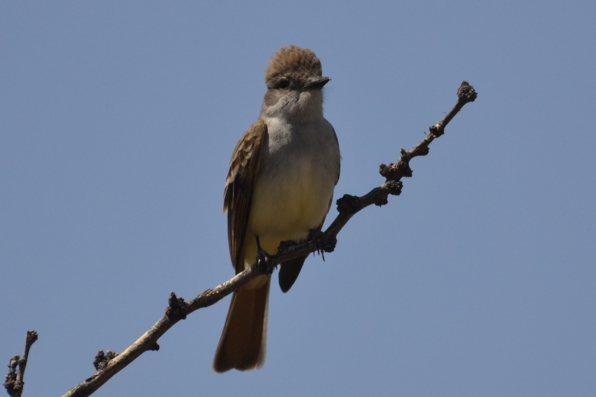 Ash-throated Flycatcher - ML617680441