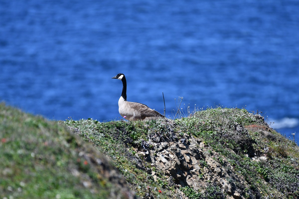 Canada Goose - ML617680443