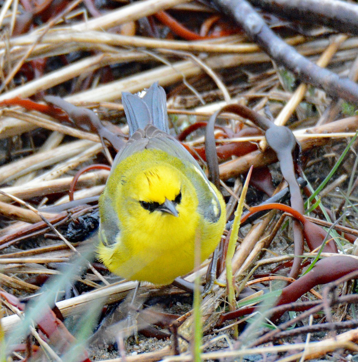 Blue-winged Warbler - Michael J Good