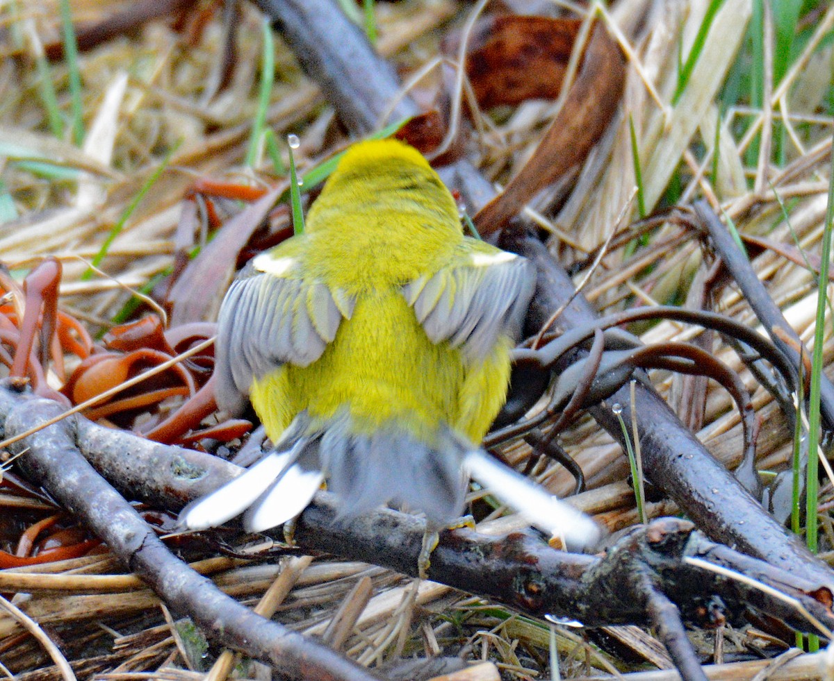 Blue-winged Warbler - Michael J Good