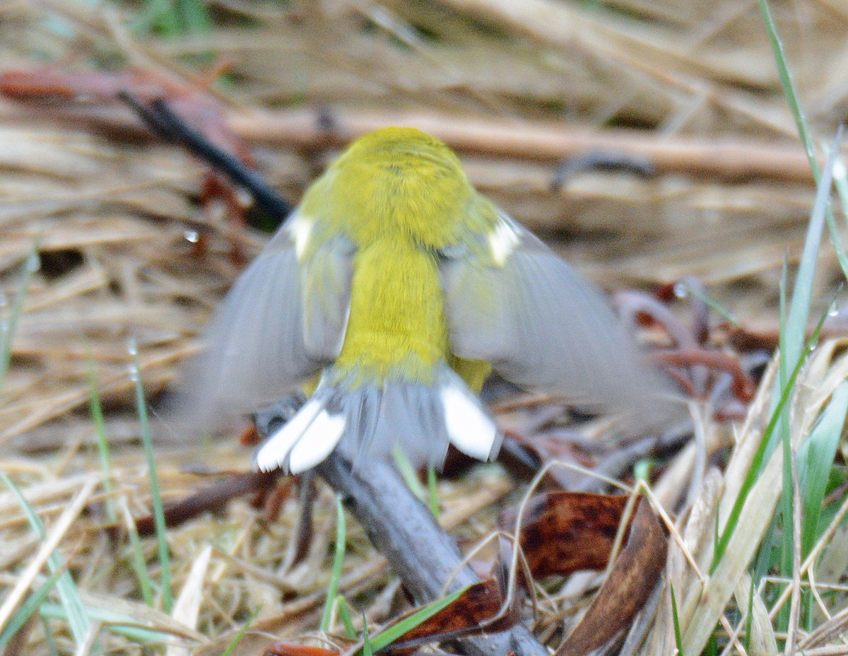 Blue-winged Warbler - Michael J Good