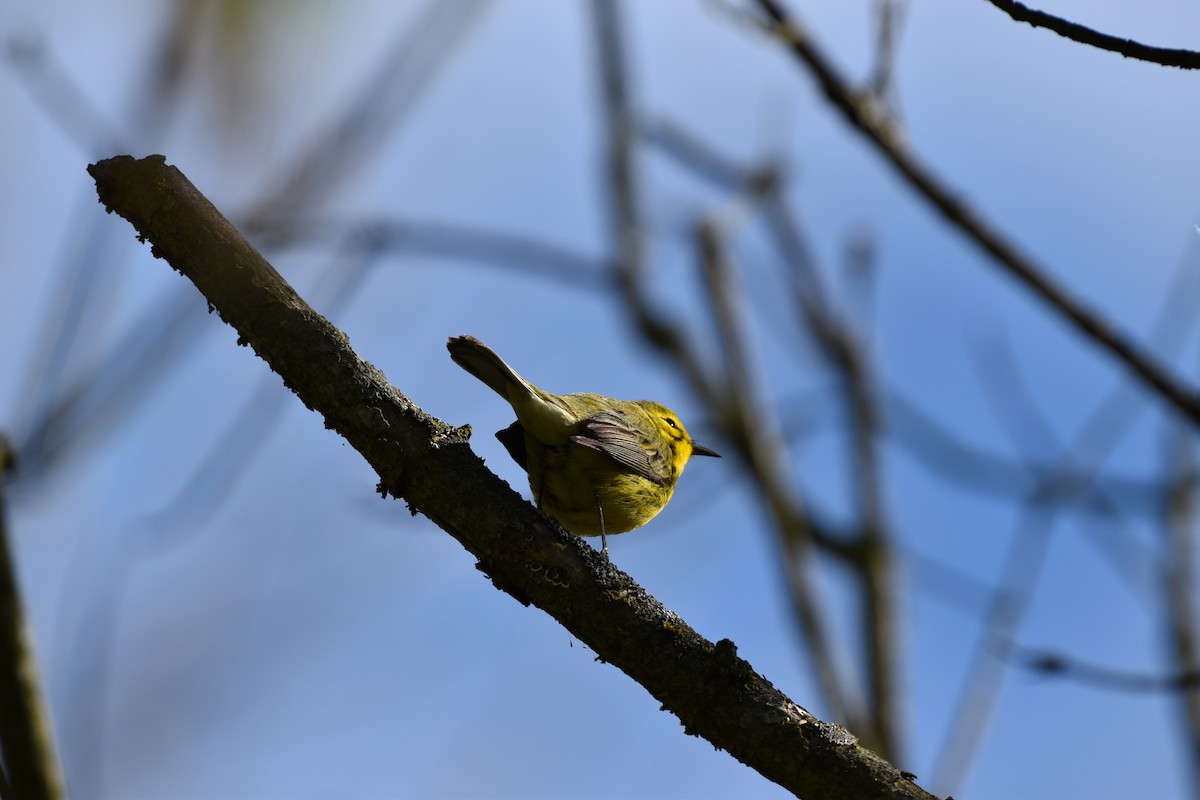 Prairie Warbler - ML617680465