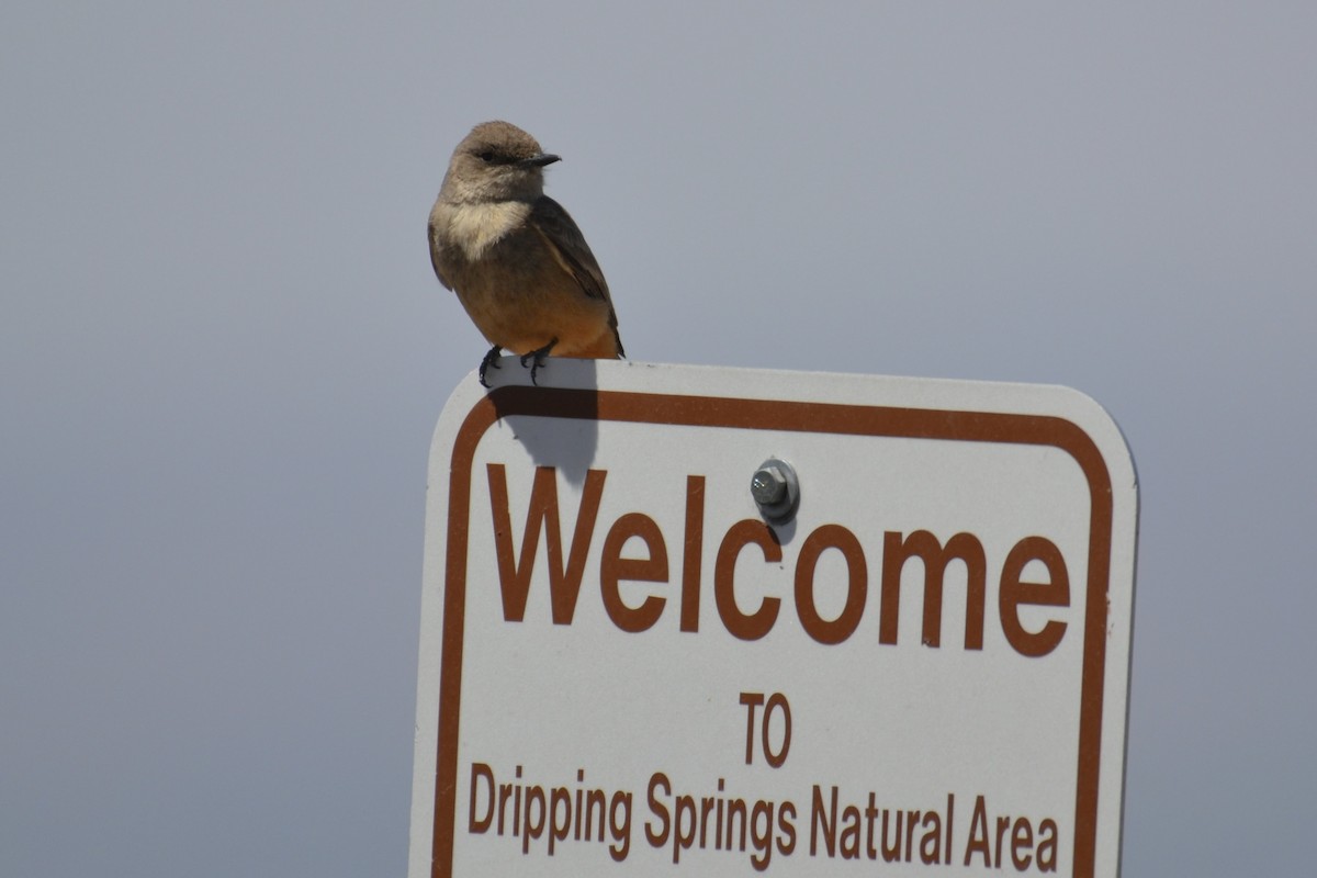 Say's Phoebe - David Baake