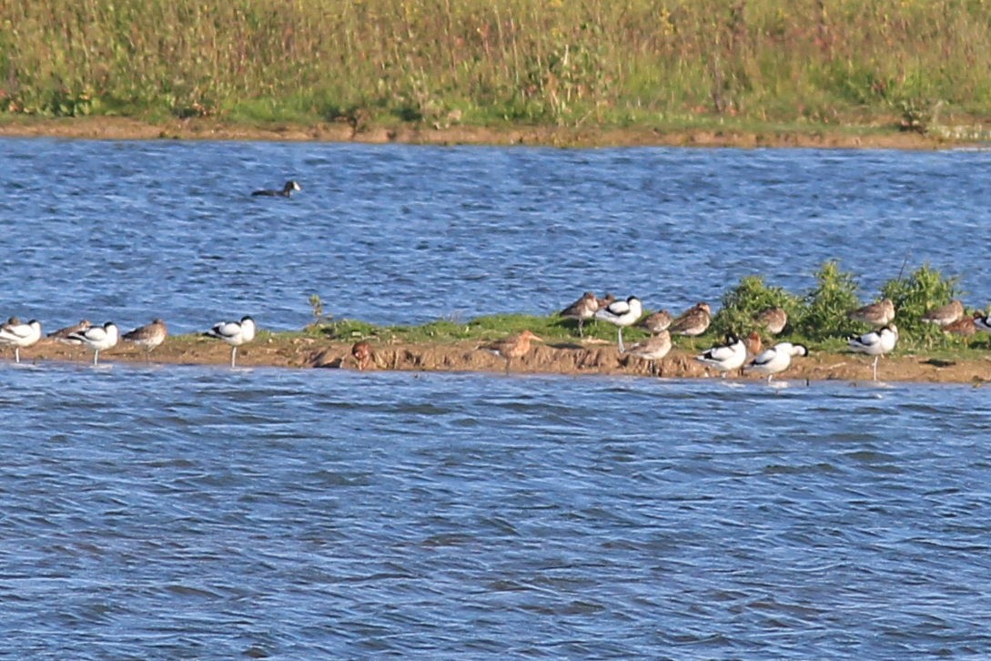 Black-tailed Godwit - Thomas Quartier