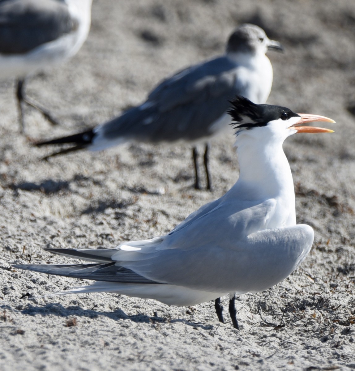 Royal Tern - Michael Perez