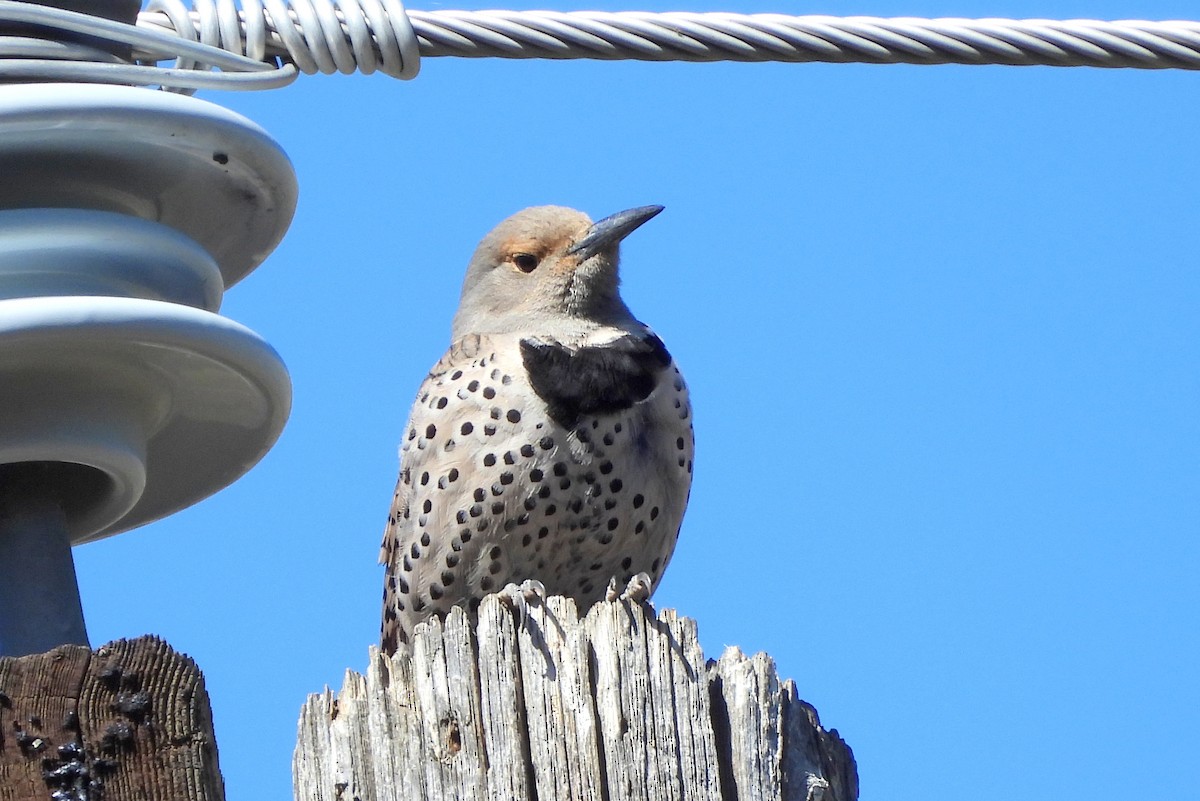 Northern Flicker - ML617680527