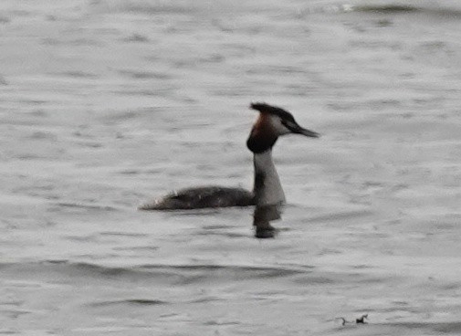 Great Crested Grebe - ML617680528