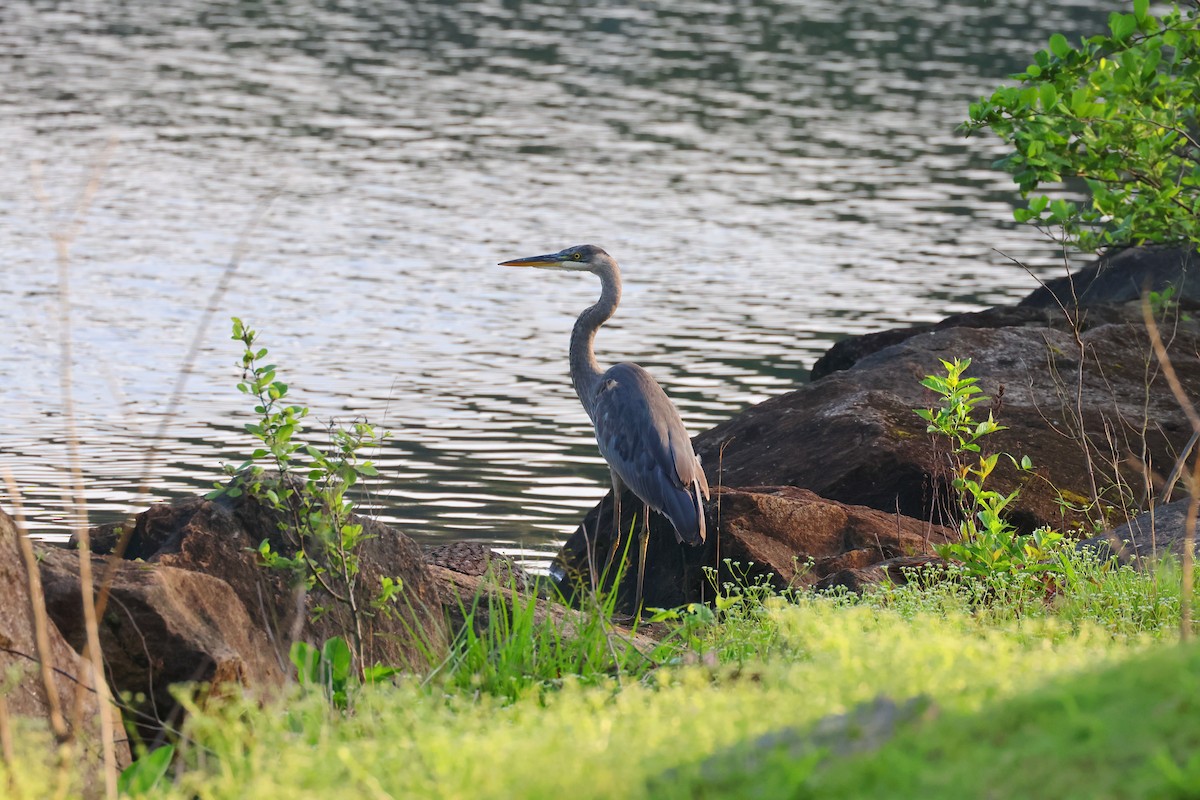 Great Blue Heron - ML617680529