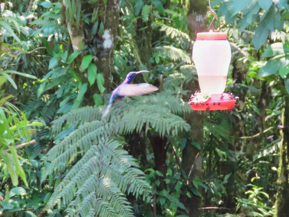 Colibrí Morado - ML617680546