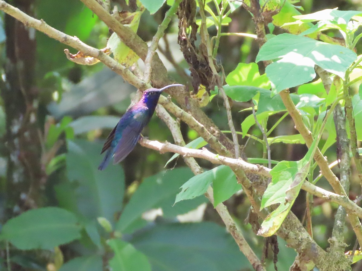 Colibrí Morado - ML617680547