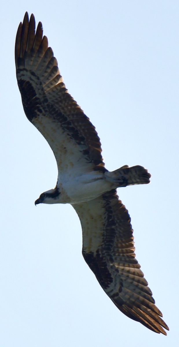 Osprey - ML617680549