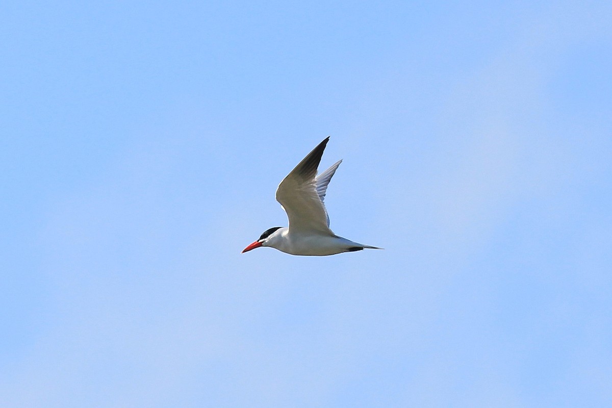 Caspian Tern - ML617680555