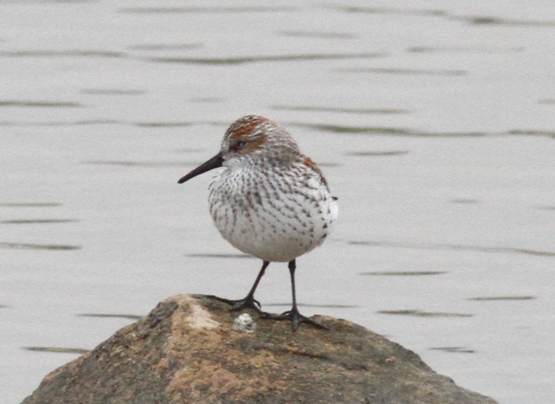 Western Sandpiper - ML617680557