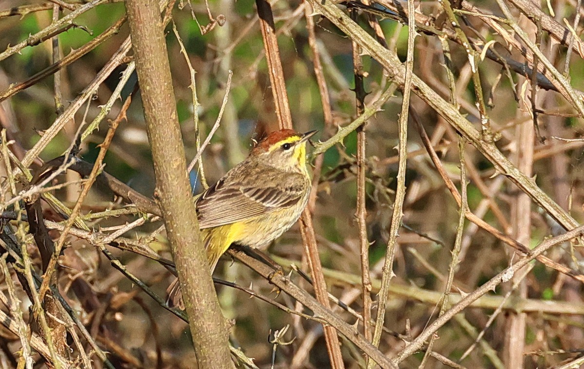 Palm Warbler - ML617680564