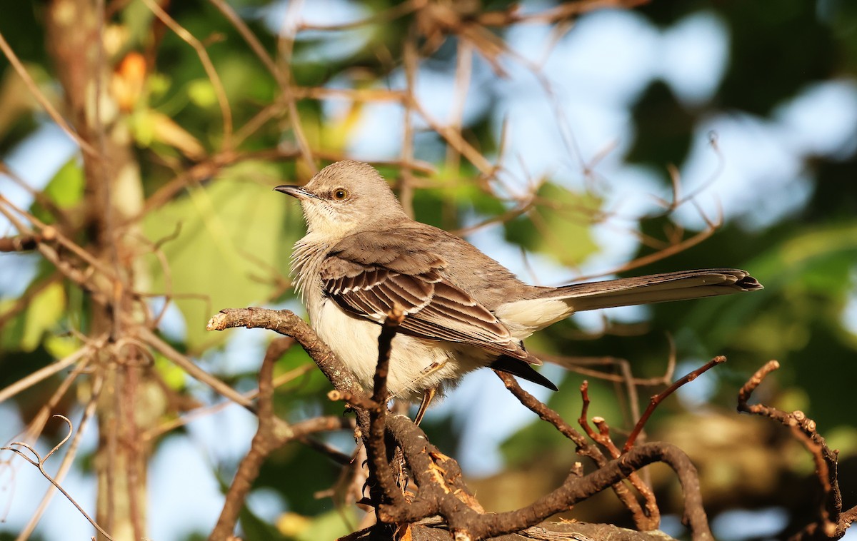 Northern Mockingbird - ML617680587