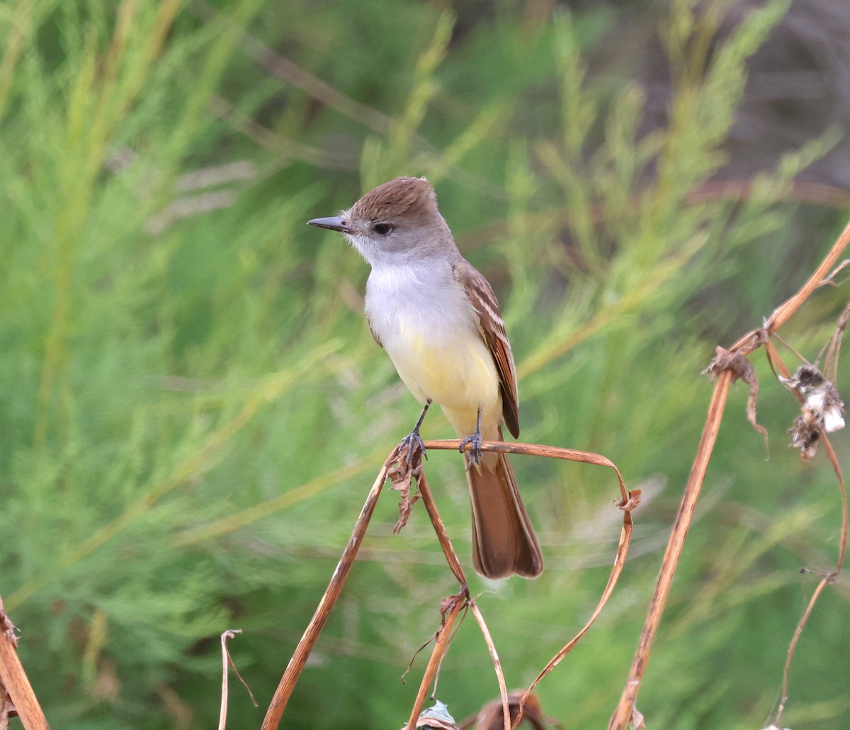 Ash-throated Flycatcher - Bryan Flaig