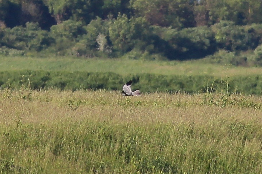 Montagu's Harrier - ML617680602