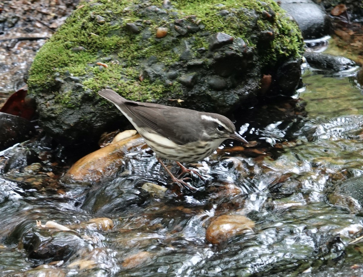 Louisiana Waterthrush - ML617680608