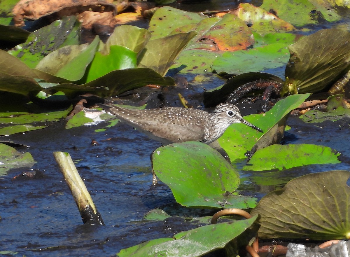 Solitary Sandpiper - ML617680653