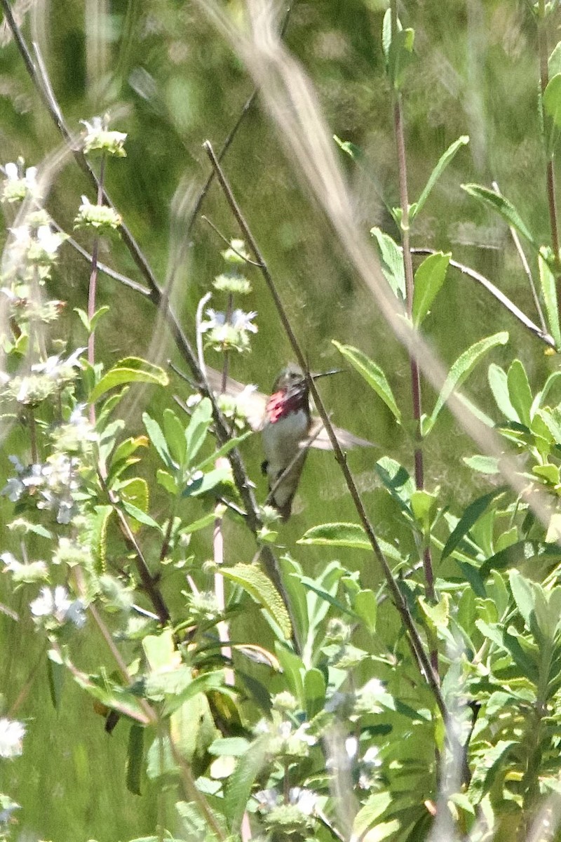 Calliope Hummingbird - ML617680665