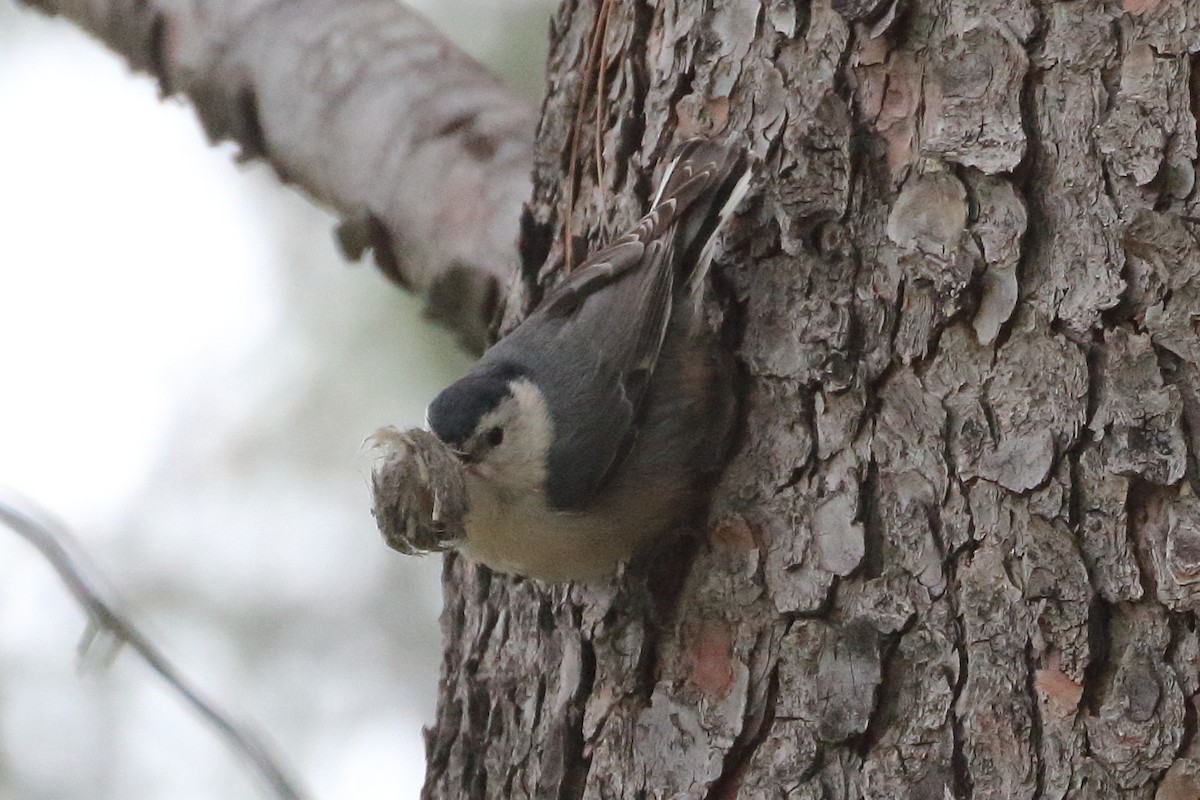 White-breasted Nuthatch - Jeffrey Fenwick