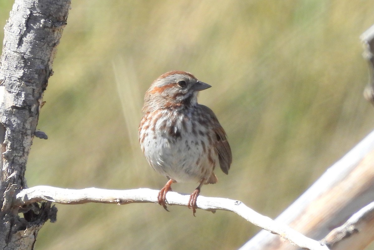 Song Sparrow - ML617680691