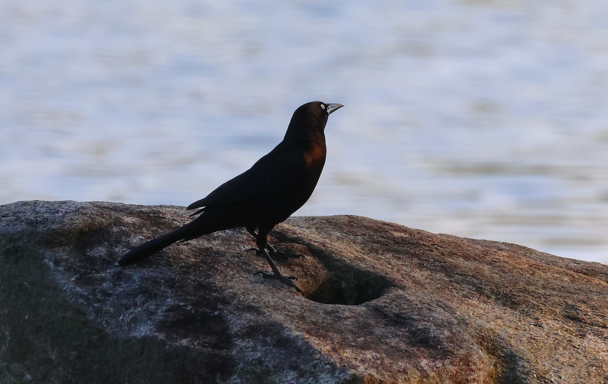 Common Grackle - ML617680696