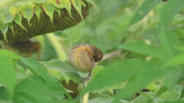 Dickcissel - ML617680701