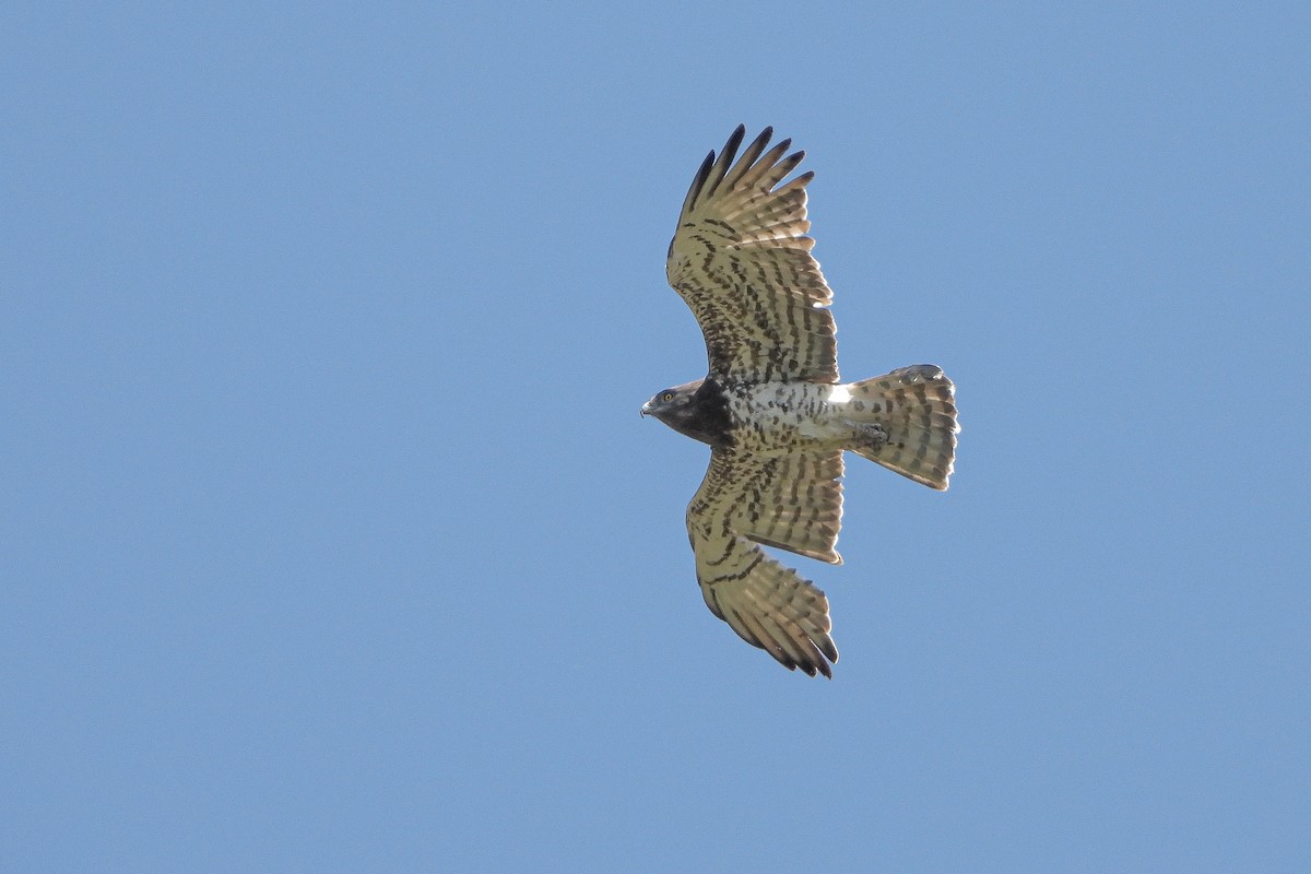 Short-toed Snake-Eagle - ML617680705